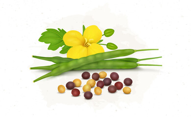 Wall Mural - Mustard seed with mustard plant flower and beans vector illustration