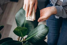 Top View Of Female Hands Wiping Dust From Big Green Leaves Of Plant At Home. Unrecognizable Caring Young Woman Cleans Indoor Plants, Takes Care Leaf. Gardening, Housewife And Housework Chores Concept