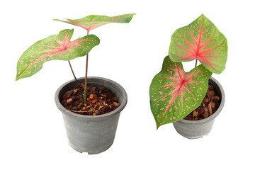 Wall Mural - Caladiums bicolor plant isolated on white background