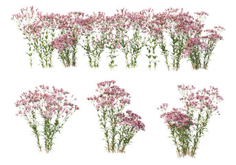 Wall Mural - Flowers on a transparent background
