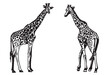 Graphical set of giraffes isolated on white background, African animal vector illustration