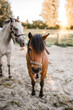 Bauernhof Pferd & Pony