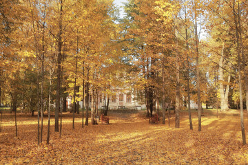Wall Mural - sunny landscape in fall park, autumn season background orange park