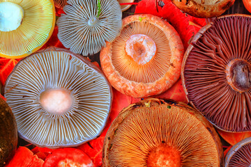 abstract background texture of very, many different mushrooms, inverted multicolored mushroom caps w