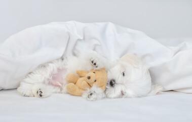 Poster - White Lapdog puppy sleeps under white blanket on a bed at home and hugs favorite toy bear