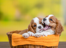 Two Playful Сavalier King Charles Spaniel Puppies Sit Inside Basket At Summer Park