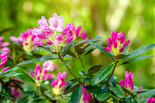 Pink Rhododendron Blooms In The Botanical Garden
