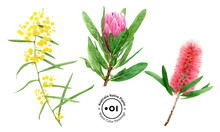 Australia Native Plants // Acacia // Protea // Bottlebrush