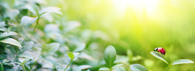 Poster - Wide format background image of fresh juicy green leaves and ladybug lit by rays of sun in nature with space for text.