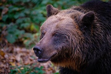 Wall Mural - brown bear portrait