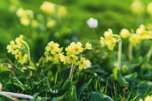 Single Yellow Primrose On Green Lawn Closeup In A Garden