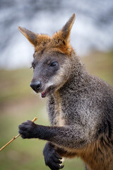 Wall Mural - kangaroo in the park