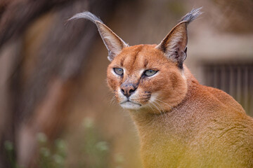 Wall Mural - portrait of caracal