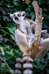 Sticker - lemur on a tree