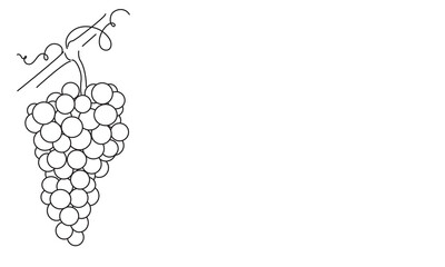 Wall Mural - Bunches of grapes. Vine. Vector line drawing on white or transparent background. Grapevine