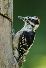 Closeup Of Downy Woodpecker