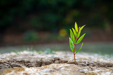 Small green growing plant on cracked dry soil, global warming concept. Abstract enviroment, climate change.