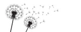 Fototapeta Kwiaty - Vector illustration dandelion time. Black Dandelion seeds blowing in the wind. The wind inflates a dandelion isolated on white background.