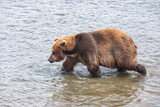 Fototapeta Desenie - Brown Kamchatka bear on the Kuril lake. Kamchatka, Russia.