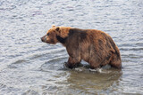 Fototapeta Desenie - Brown Kamchatka bear on the Kuril lake. Kamchatka, Russia.