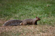 Westliches Grauhörnchen / Western Gray Squirrel / Sciurus griseus