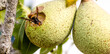 Frelon asiatique, Vespa velutina, se nourrissant d'un fruit lors d'une canicule estivale, qui modifie son régime alimentaire