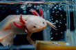 Leinwandbild Motiv An adorable axolotl swims next to bubbles in the water.