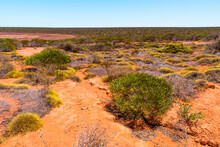 Australian Bushland Landscape With Green Shrubs. Drought Tolerant Plants Growing In Arid, Dry Climate
