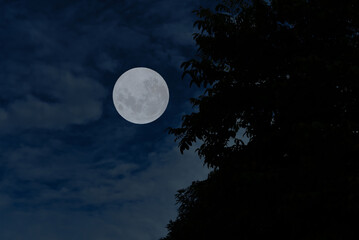 Wall Mural - Full moon on sky with tree branch silhouette in the night.