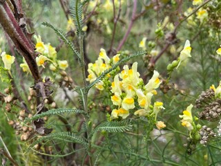 yellow flowers