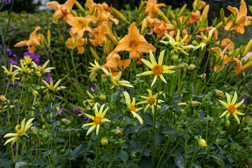 Poster - Beautiful late summer and fall flower garden