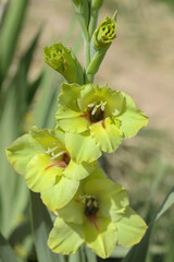 Wall Mural - light bilious yellow gladiolus blossom.