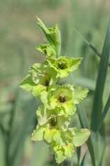 Wall Mural - poison green gladiolus blossom.