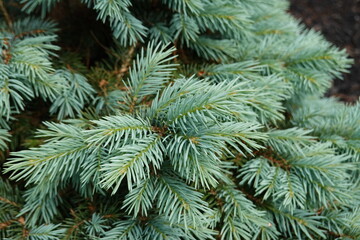Wall Mural - Sester Dwarf Blue Spruce is a dwarf conifer which is primarily valued in the landscape or garden for its distinctively pyramidal habit of growth.