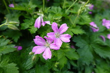 Wild Geranium Is Native To Eastern North America, Growing From Southern Ontario To Georgia And West To Eastern Oklahoma And The Dakotas.