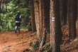 A runner on a forest path