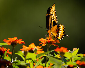 Wall Mural - giant swallowtail butterflies feeding on zinnia flowers. shallow depth of field