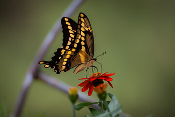Wall Mural - giant swallowtail butterflies feeding on zinnia flowers. shallow depth of field