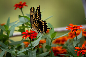 Wall Mural - giant swallowtail butterflies feeding on zinnia flowers. shallow depth of field