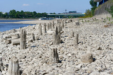 Low Water On The Rhine 2022, Mysterious Wooden Piles Emerge From The Rhine In Cologne