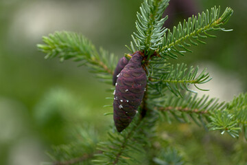 Wall Mural - purple ornamental fir cones. natural background with a fir branch.