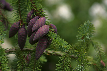 Wall Mural - purple ornamental fir cones. natural background with a fir branch.