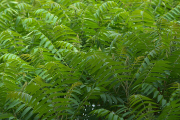 Wall Mural - natural green background with leaves. green leaves in daylight.