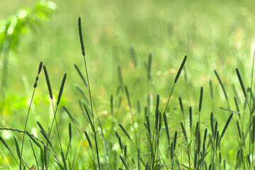 Wall Mural - green grass inflorescences in the meadow. natural green background.