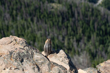 Obese, Overweight Yellow-pine Chipmunk, Least Chipmunk Or Red-tailed Chipmunk Sitting On Rock Ledge Overlooking A Mountain Valley Pine Trees In A Forest Pass Below In Beartooth Pass Montana Wyoming