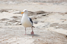 Seagull Walking On Sanding Beach