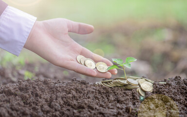 Wall Mural - Hand giving coins to stacks of coins in graph shape with a young plant. Investment Concept.