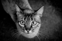 Black And White Tabby Cat Looking At Camera