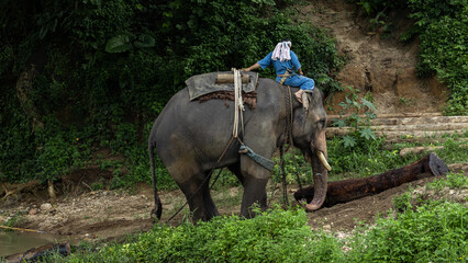 Asian Elephant pulling tree with chains, Asian elephants pulling logs with natural forest background, Mahout ride elephant to pull the log.