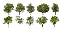 Collection Tree Cut Out From Original Background And Replace With White Background For Easy To Selection